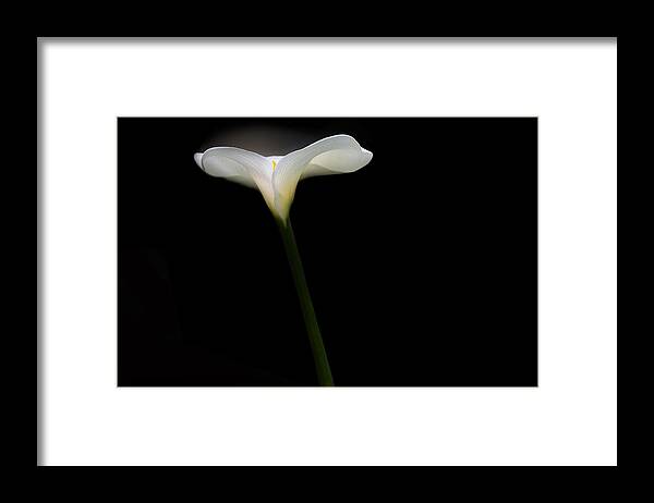 Flower Framed Print featuring the photograph Backlit White Calla Lily by Rebecca Cozart