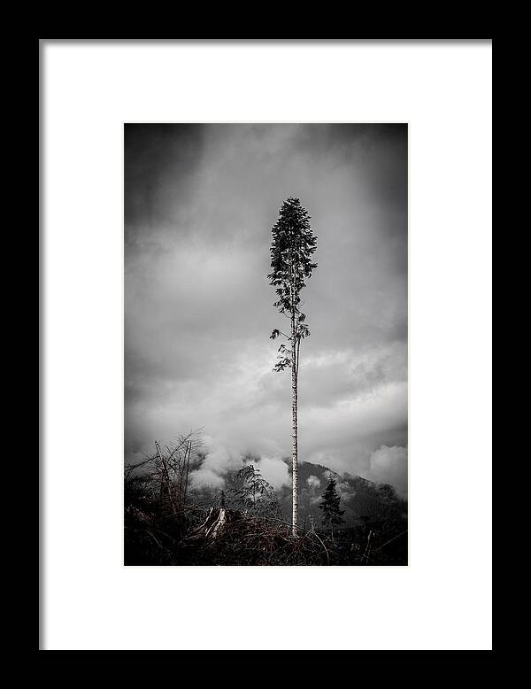 Black And White Framed Print featuring the photograph Lone Tree Landscape by Roxy Hurtubise