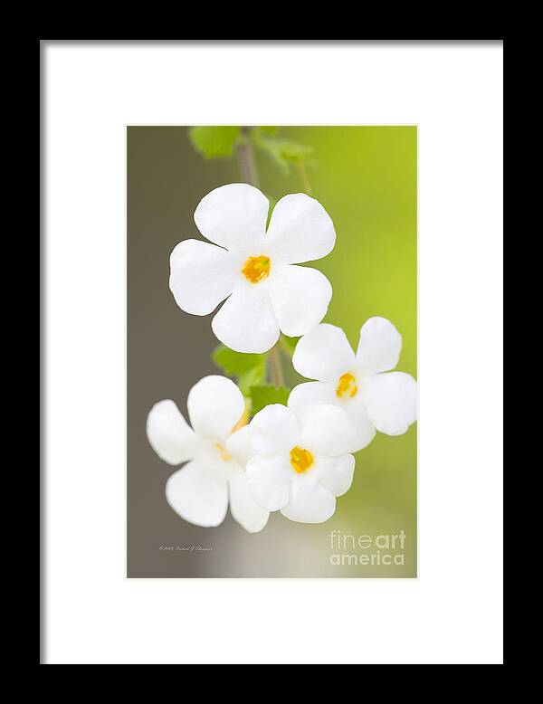 Bacopa Framed Print featuring the photograph Bacopa 'Snowstorm' by Richard J Thompson