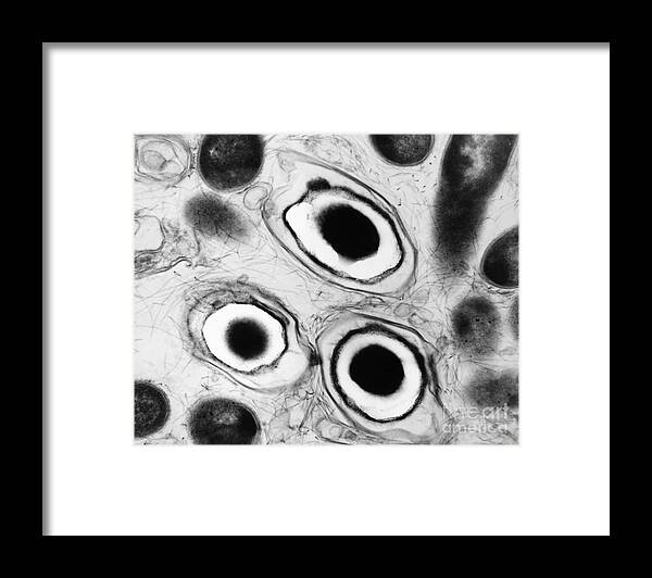 Haemophilus Framed Print featuring the photograph Bacterial Endospore, Tem by David M. Phillips