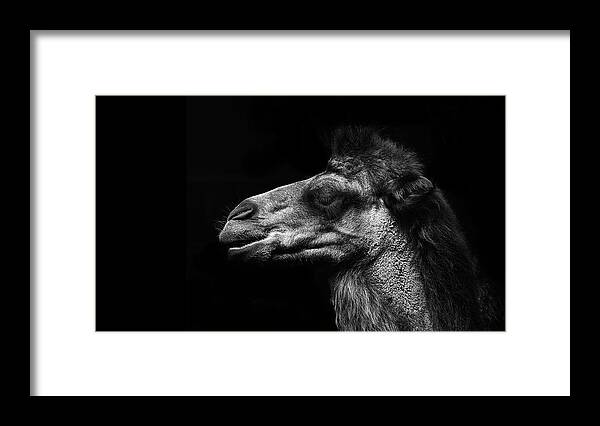Working Animal Framed Print featuring the photograph Bactrian Camel by © Christian Meermann