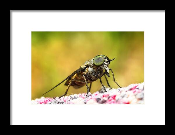 Sand Fly Framed Print featuring the photograph Bad sand fly 01 by Kevin Chippindall