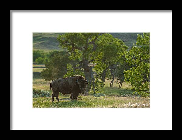 Badlands National Park Framed Print featuring the photograph Badlands bison by Joan Wallner