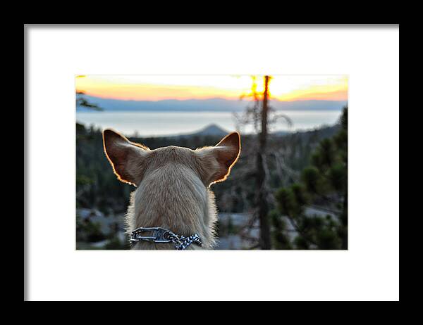 Bailey Framed Print featuring the photograph Bailey and Sunset - Lake Tahoe - Nevada by Bruce Friedman