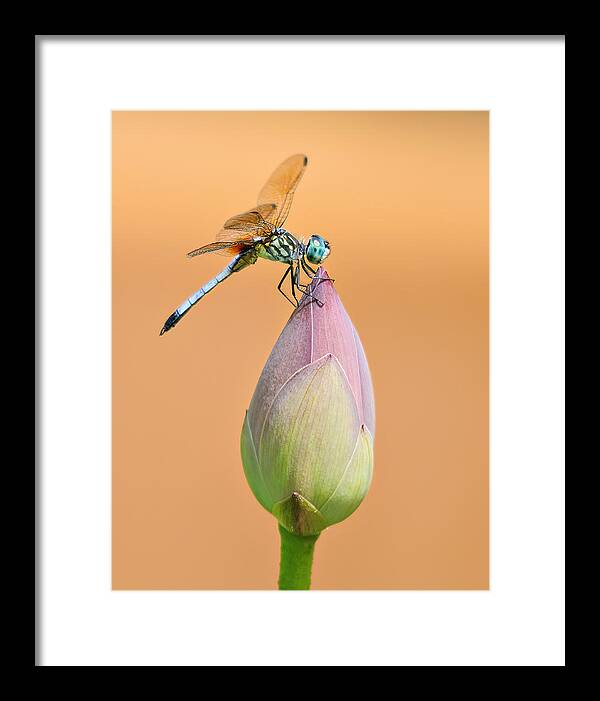 Nature Framed Print featuring the photograph Balance of Nature by Carol Eade