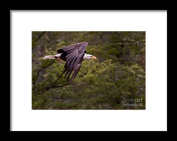 Haliaeetus Leucocphalus Framed Print featuring the photograph Bald Eagle  #6865 by J L Woody Wooden