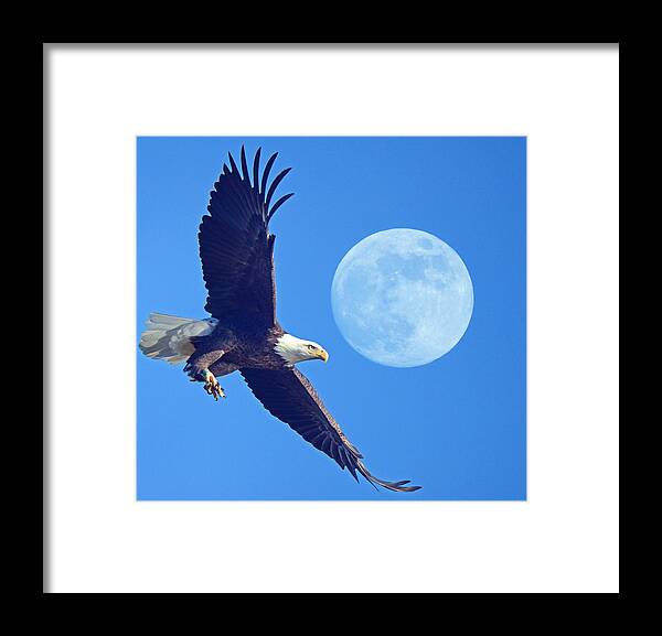Bald Eagle And Full Moon Framed Print featuring the photograph Bald Eagle and Full Moon by Raymond Salani III