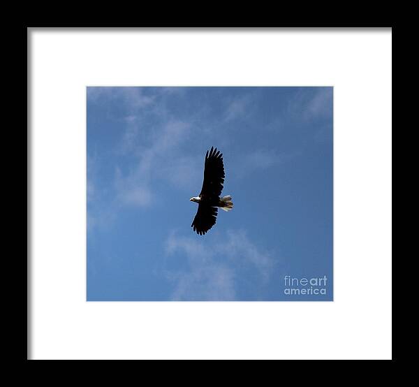 Bald Eagle Framed Print featuring the photograph Bald Eagle by Ann E Robson