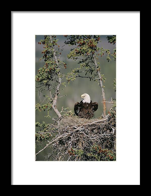 Feb0514 Framed Print featuring the photograph Bald Eagle Calling On Nest Alaska by Michael Quinton