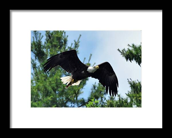 Bald Eagle Framed Print featuring the photograph Bald Eagle Feeding 2 by Glenn Gordon