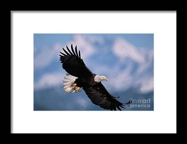 00343849 Framed Print featuring the photograph Bald Eagle Flying, Kachemak Bay by Yva Momatiuk John Eastcott