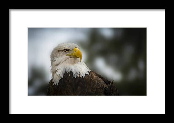 Bald Eagle Framed Print featuring the photograph Bald Eagle by Garett Gabriel
