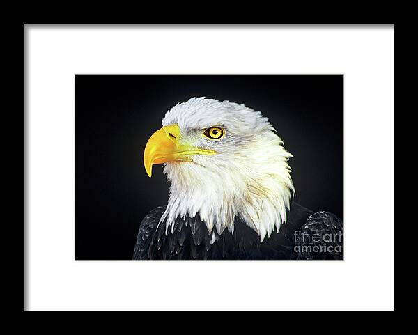 Bald Eagle Framed Print featuring the photograph Bald Eagle Hailaeetus Leucocephalus Wildlife Rescue by Dave Welling