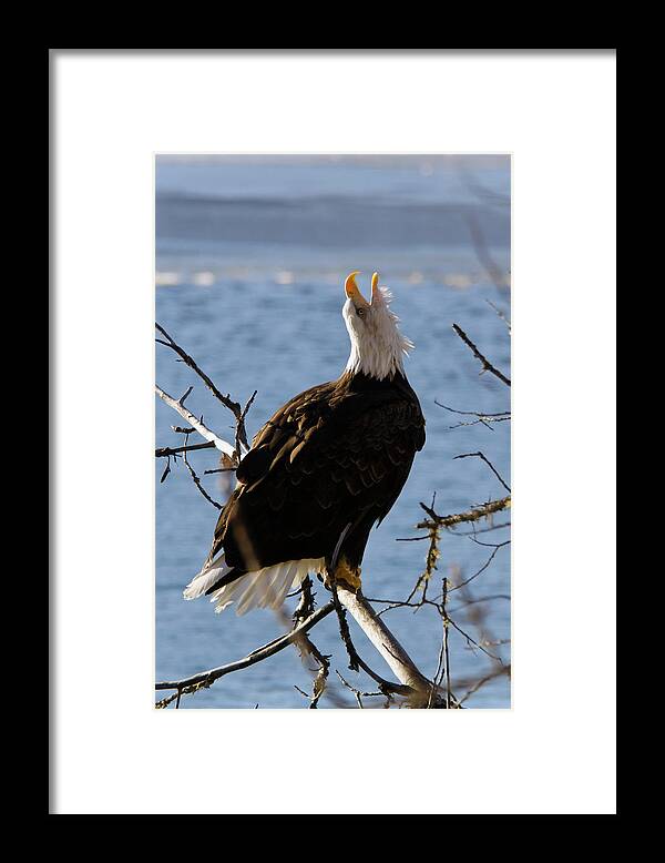 Snow Framed Print featuring the photograph Bald Eagle Haliaeetus Leucocephalus by Mark Newman / Design Pics