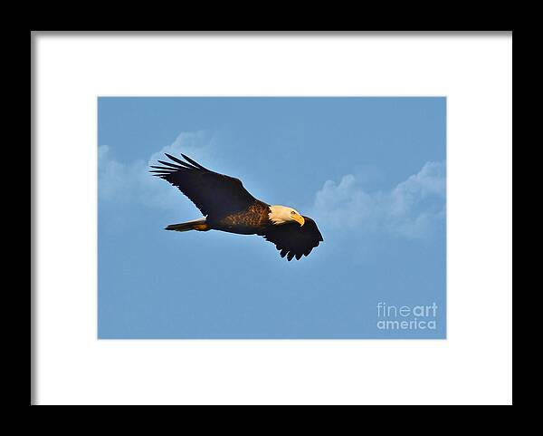 Eagel Framed Print featuring the photograph Bald Eagle In Flight by Kathy Baccari