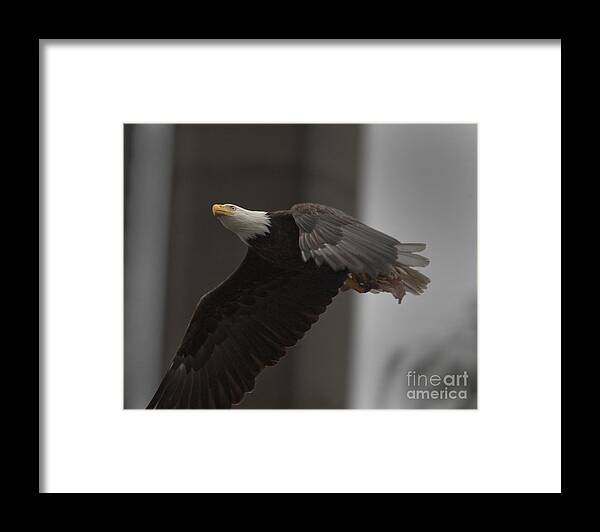 Wildlife Framed Print featuring the photograph Bald Eagle, Haliaeetus leucocephalus, in flight by Tony Mills
