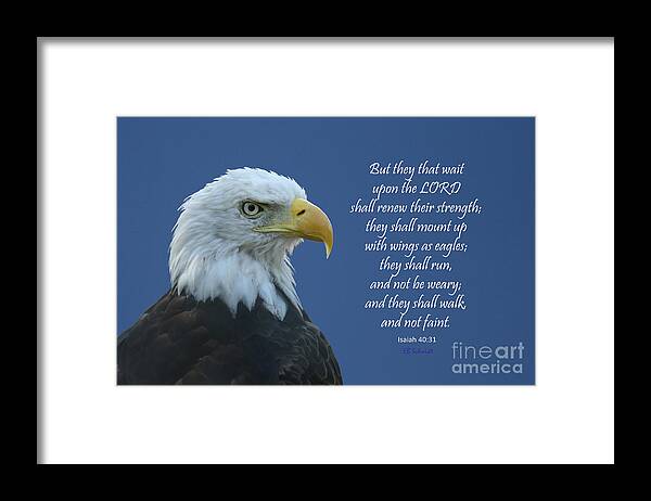 Bald Eagle Framed Print featuring the photograph Bald Eagle - Isaiah 40 by E B Schmidt
