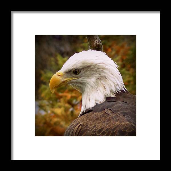 Skompski Framed Print featuring the photograph Bald Eagle by Joseph Skompski