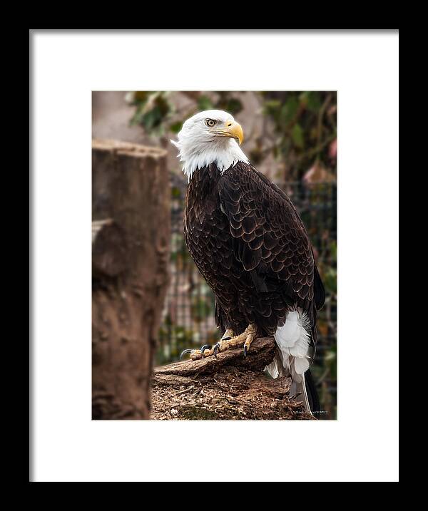 Eagle Framed Print featuring the photograph Bald Eagle by Mark Papke
