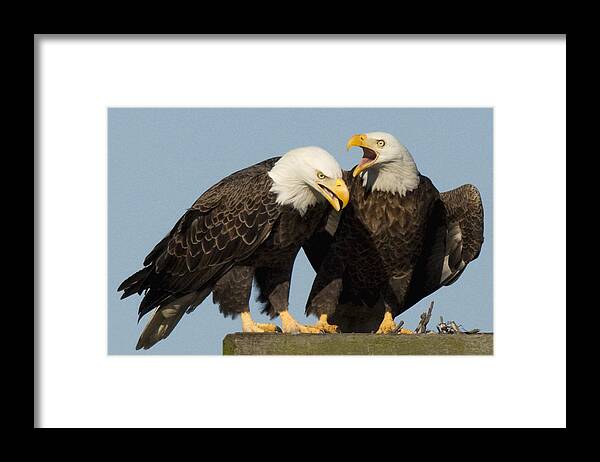 Bald Framed Print featuring the photograph Bald eagle Pair by Jack Nevitt
