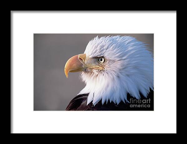 00343902 Framed Print featuring the photograph Bald Eagle, Alaska by Yva Momatiuk and John Eastcott