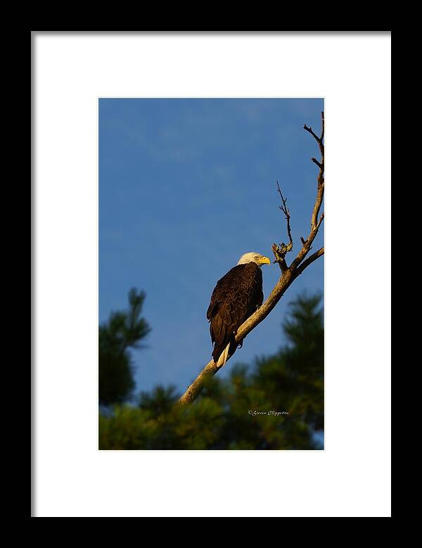 Eagle Framed Print featuring the photograph Bald Eagle by Steven Clipperton