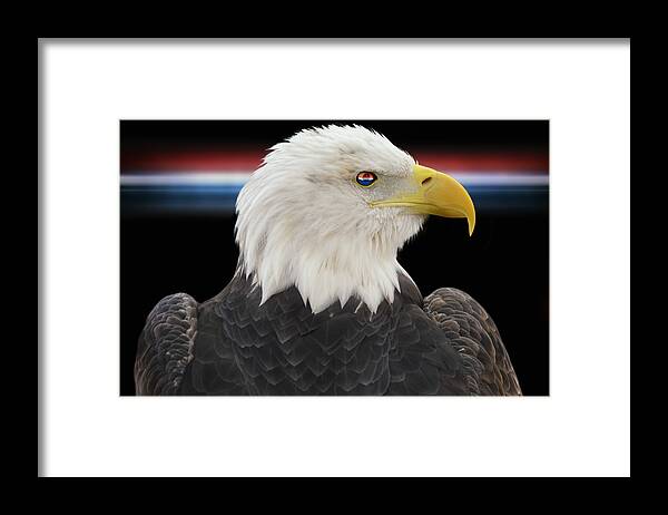 Bald Eagle Framed Print featuring the photograph Bald Eagle by Steven Michael