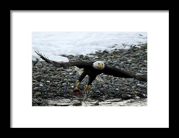 Taking Off Framed Print featuring the photograph Bald Eagle Taking Off From River by Mark Newman