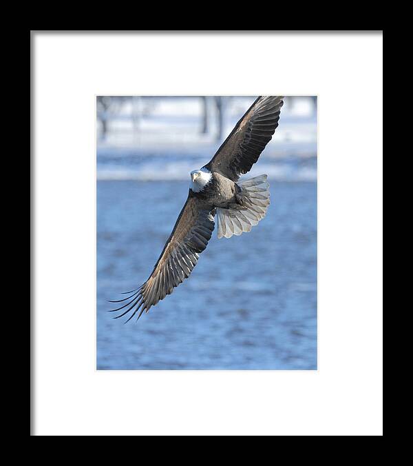 American Bald Eagle Framed Print featuring the photograph Bald Eagle Turn by Coby Cooper