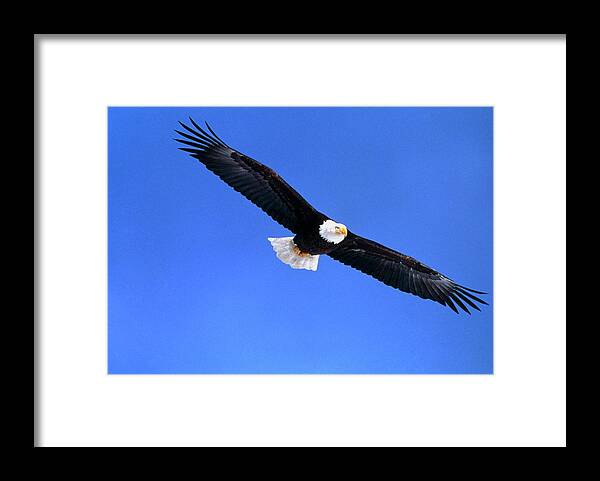 Eagle Framed Print featuring the photograph Bald Eagle by William Ervin/science Photo Library