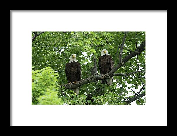 Haliaeetus Leucocephalus Framed Print featuring the photograph Bald Eagles by Dr P. Marazzi/science Photo Library