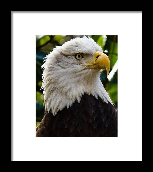 Bald Eagle Framed Print featuring the photograph Bald Is Beautiful by Robert L Jackson