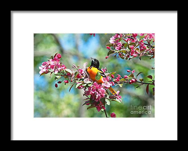 Oriole Framed Print featuring the photograph Balitmore Oriole and Apple Blossoms by Andrea Kollo