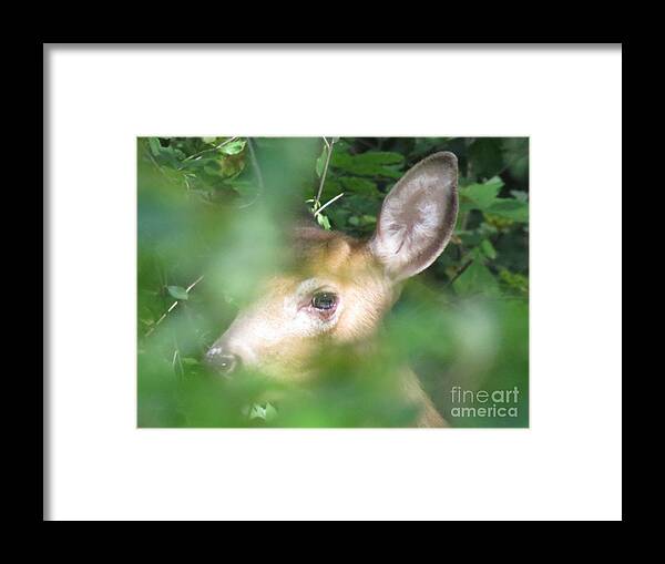 Wildlife Framed Print featuring the photograph Bambi in the Woods by David Lankton