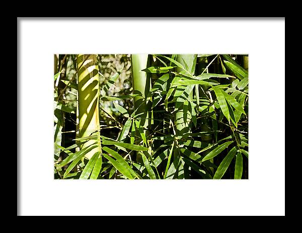 Bamboo Framed Print featuring the photograph Bamboo and Leaves DB by Rich Franco