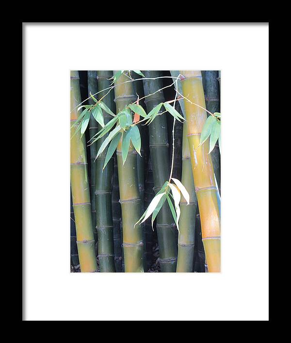 Bamboo Framed Print featuring the photograph Bamboo Crowd by Dody Rogers