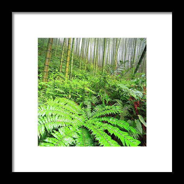 Chinese Culture Framed Print featuring the photograph Bamboo Forest In The Fog,guilin,china by Bihaibo