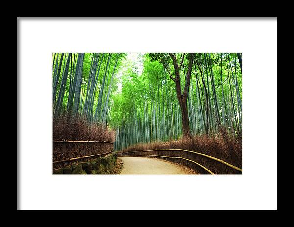 Tranquility Framed Print featuring the photograph Bamboo Forest Saga Arashiyama by Lesleygooding
