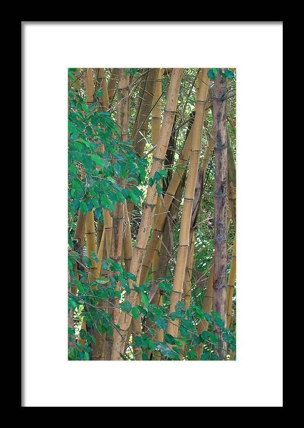Bamboo Framed Print featuring the photograph Bamboo by Karen j Kobrin Cohen