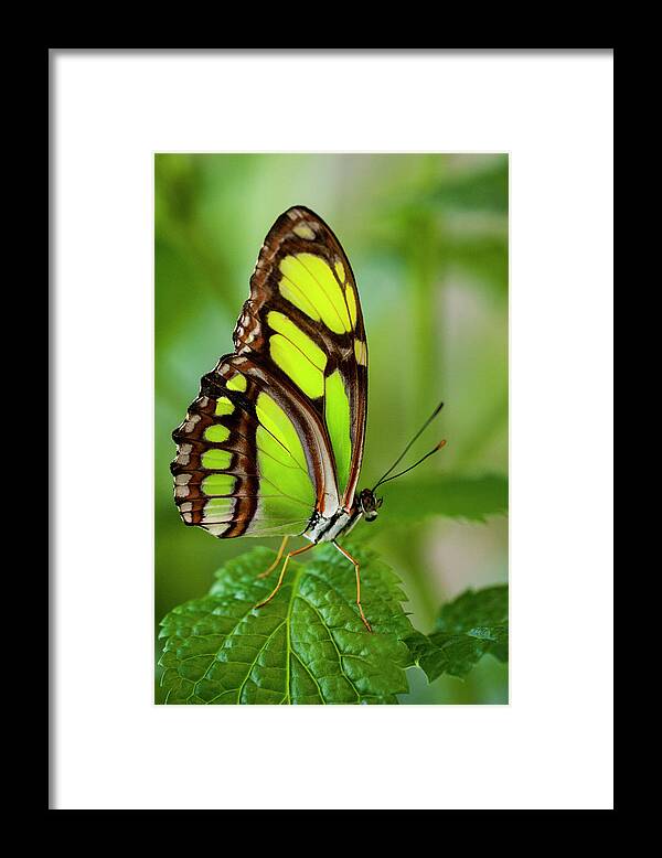 Insect Framed Print featuring the photograph Bamboo Page Butterfly Philaethria Dido by Ed Reschke