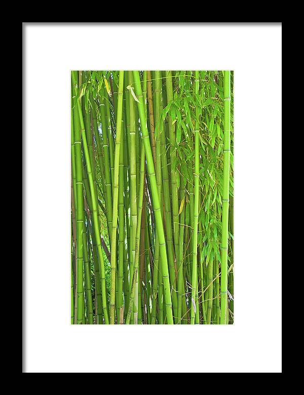 Tropical Rainforest Framed Print featuring the photograph Bamboo Plants by Kerrick