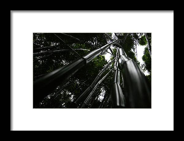 Bamboo Skies Framed Print featuring the photograph Bamboo Skies 4 by Jennifer Bright Burr