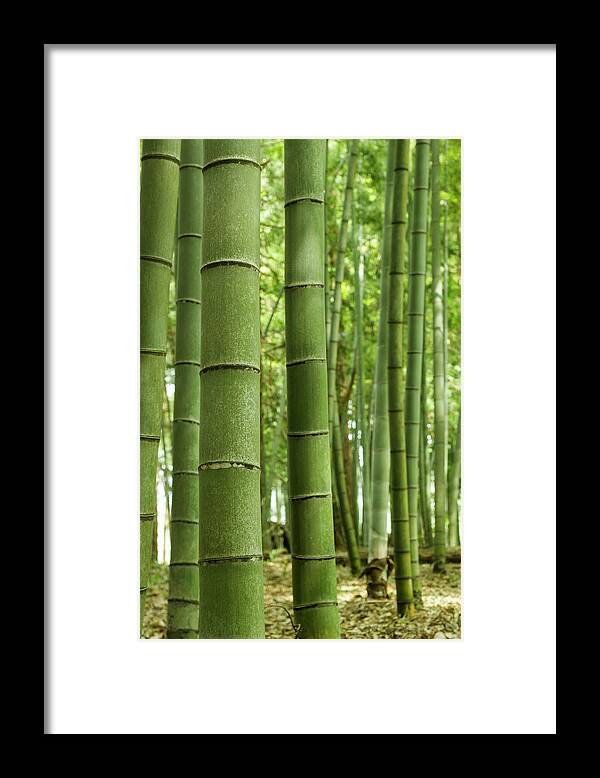 Tranquility Framed Print featuring the photograph Bamboo Trees by Yuko Yamada