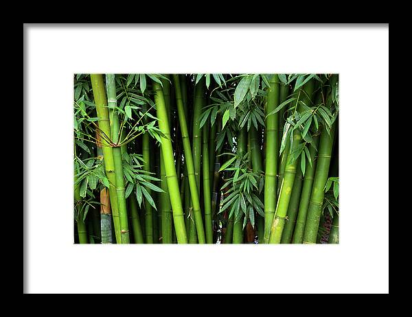 Bamboo Framed Print featuring the photograph Bamboos by Simonlong