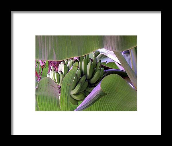  Framed Print featuring the photograph Banana Leaf Curtain by Cornelia DeDona