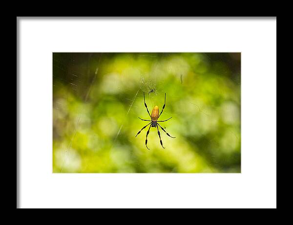 Banana Spider Framed Print featuring the photograph Banana Spider by John M Bailey