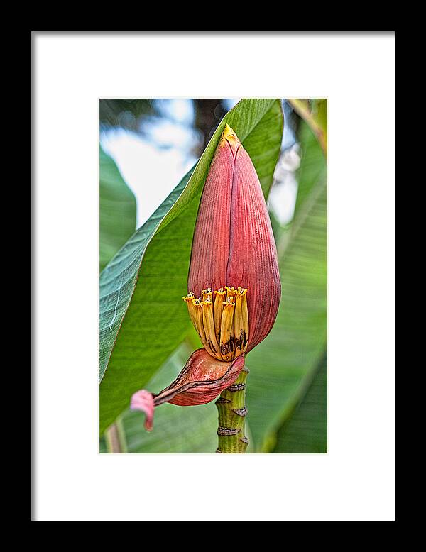 Hawaii Framed Print featuring the photograph Banana Tree Flower by Dan McManus