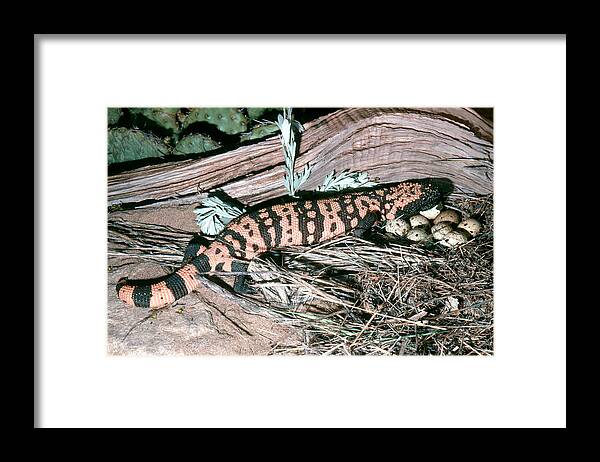 Animal Framed Print featuring the photograph Banded Gila Monster by Robert J. Erwin