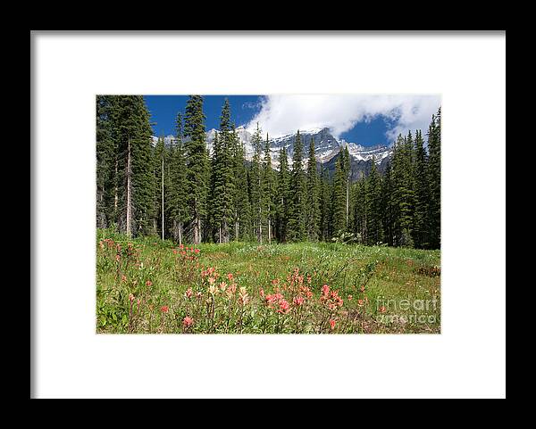 Indian Paintbrush Framed Print featuring the photograph Banff Wildflowers by Chris Scroggins