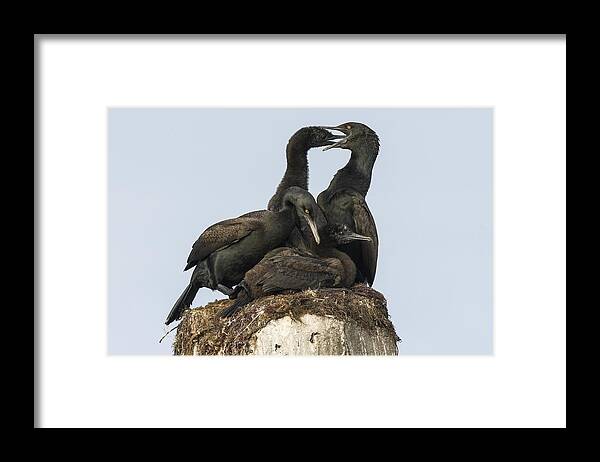 Animal Framed Print featuring the photograph Bank cormorants feeding their chicks by Science Photo Library